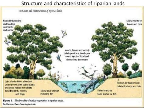 Session 6.5 restoring riparian vegetation