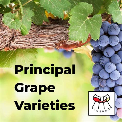 principal grape varieties winebros