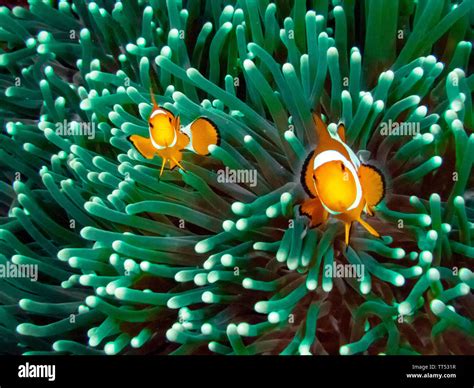 The Common Or False Clownfish Amphiprion Ocellaris In An Anemone In