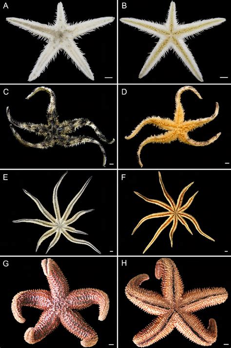 Asteroidea A Astropecten Brasiliensis Abactinal View And B Actinal