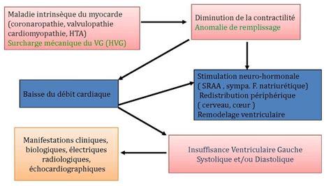 Insuffisance Cardiaque Chronique Diagnostic Physiopathologie Et