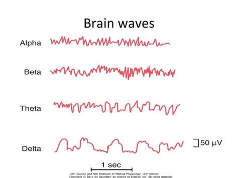 Reticular Activating System Ppt