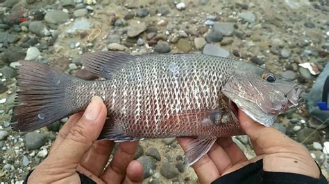 Mancing Ikan Kecil Di Pinggir Pantai Dapat Jackpot Ikan Mj Babon Youtube