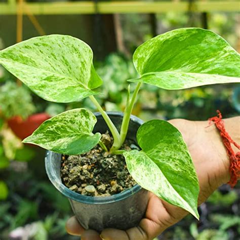 Marble Queen Pothos Plant | Money Plant | Hanging Plant for Balcony