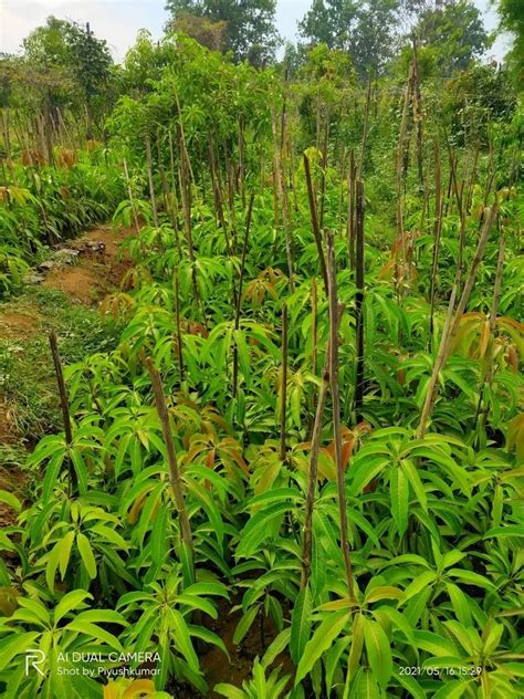 Dasheri Mango Grafted Plants At Rs Bag Mango Plant In Navsari Id