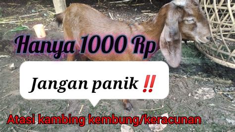 Hanya Modal Rupiah Bisa Mengatasi Kambing Kembung Keracunan Youtube