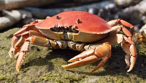 What Is The Biggest Crab In The World Online Field Guide