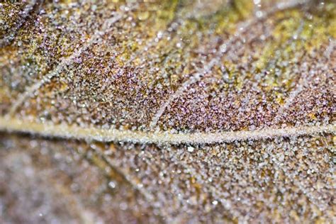 Frost On Autumn Leaf Closeup Stock Photo Image Of Frost Cold 203425374