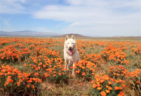 John & Wolf - Antelope Valley Poppy Fields / March 2015 Good...