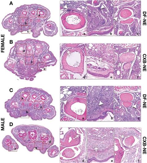 Sex Differences Revealed In A Mouse Cfa Inflammation Model With
