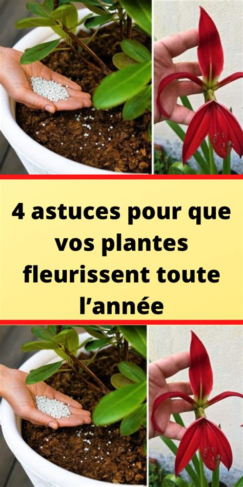 Astuces Pour Que Vos Plantes Fleurissent Toute Lann E Plante