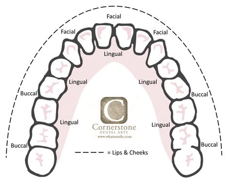 Knoxville Dental office helps with Dental Terms in 2022 | Dental assistant study, Dental hygiene ...