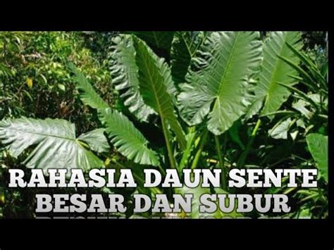 Rahasia Pohon Sente Tumbuh Besar Dan Subur Youtube