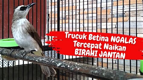 Trucuk Betina Memanggil Jantan Suara Paling Dicari Untuk Pancingan