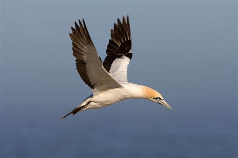 Kapt Lpel Morus Capensis Birdingplaces