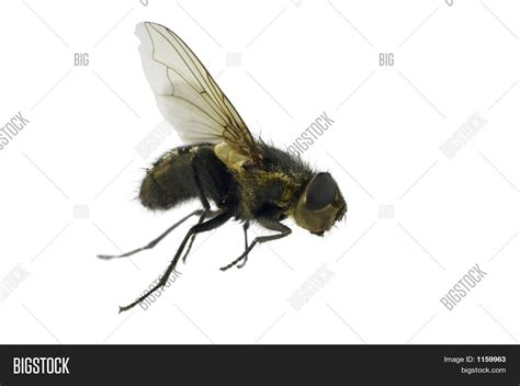 House-Fly Image & Photo (Free Trial) | Bigstock