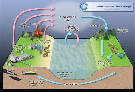 Deep but not dead: how tropical subsoil microbes could affect the ...