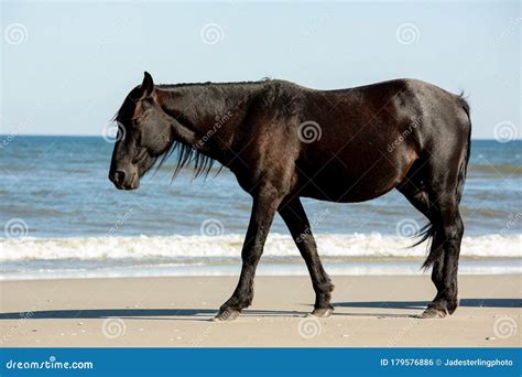 A Wild Black Horse Walking Along The Beach Next To Low Breaking Waves