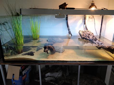 My 120g 450l Tank For 2 Reeves Turtles Mauremys Reevesii R Turtle