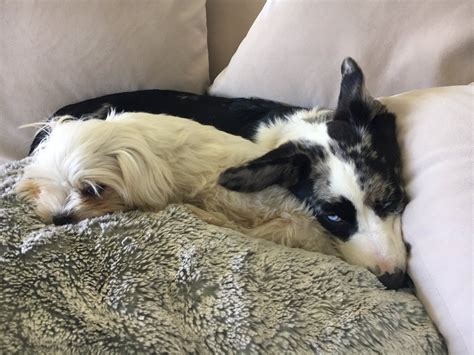 Chester Bennington on Twitter: "6 dogs, 2 cats, a bunch of fish…