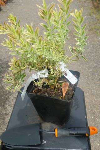 Protea Leucadendron Jester From Burncoose Nurseries