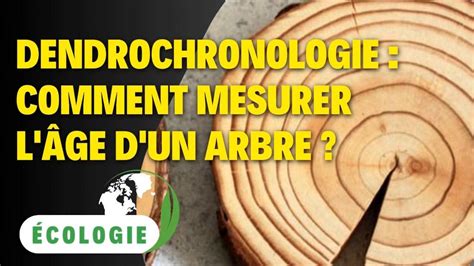 Dendrochronologie Comment mesurer l âge d un arbre YouTube