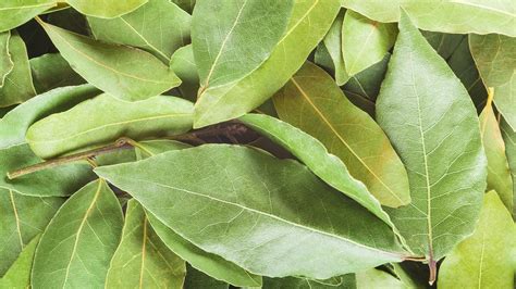 Poner Una Hoja De Laurel En Los Zapatos ¿por Qué Lo Hace La Gente Información