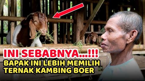 Ini Alasan Pak Hariyanto Lebih Memilih Ternak Breeding Kambing Boer