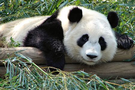 How many zoos in the US have pandas? - The Pandas Trivia Quiz - Fanpop