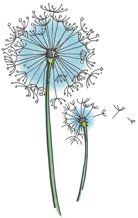 Dandelion Illustration By Alison Martin Amartincreative