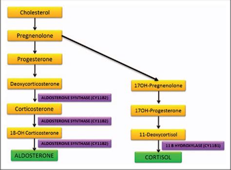 Figure 2 From Aldosterone Synthase Inhibitors In Hypertension Current