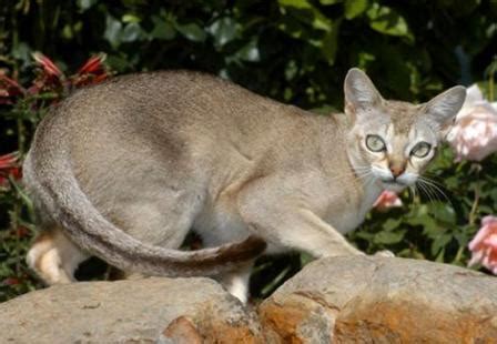 Singapura Cat - Breed Profile and Facts