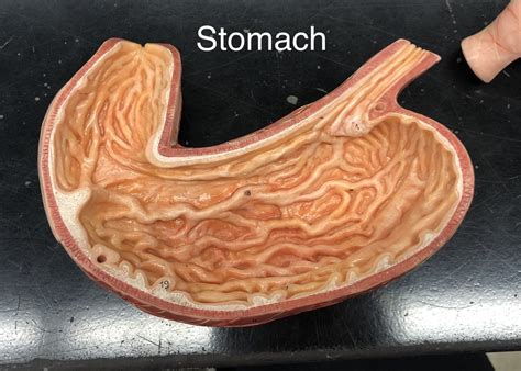 Stomach Diagram Quizlet