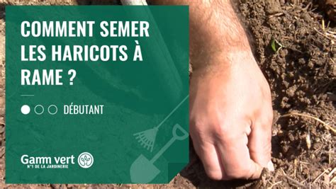 Comment semer les haricots à rames Gamm vert