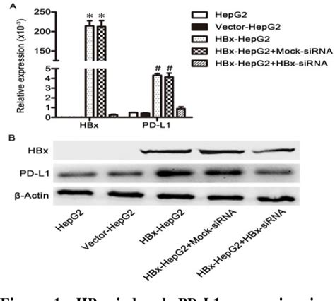 Figure 1 From Hbx Enhances Cell Viability Migration And Invasion Of