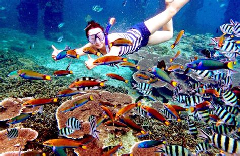 | Pulau Redang Snorkeling Tour Packages