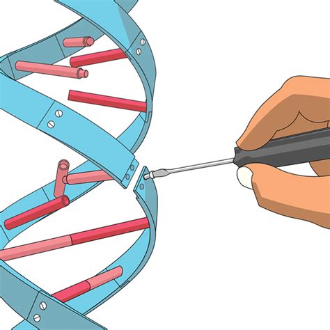 DNA Damage and Repair | Let's Talk Science