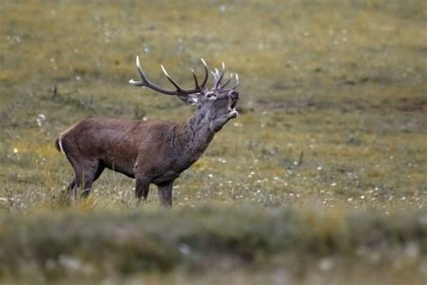 TÉMOIGNAGE Un photographe se retrouve au milieu d un combat de cerfs