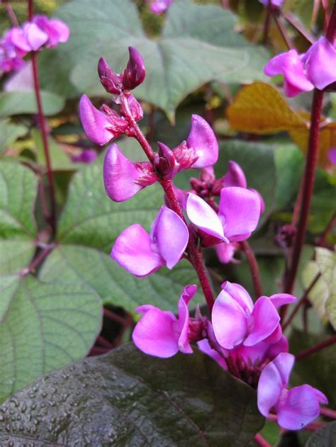 Долихос обыкновенный ниагарский водопад фото
