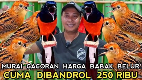 MURAI BATU GACORAN 250 RIBU CUMAN MAS INI BERANI JUAL HARGA BABAK