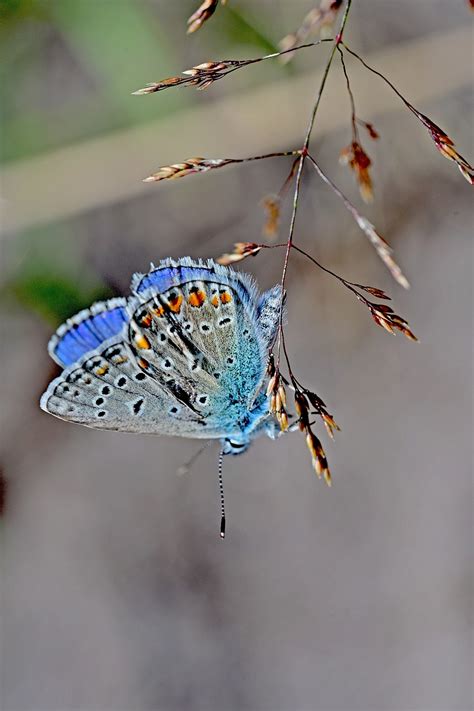 Schmetterling Nahaufnahme Makro Kostenloses Foto Auf Pixabay Pixabay