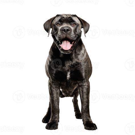 Cane Corso Dog Standing Isolated Transparent 44760864 Png