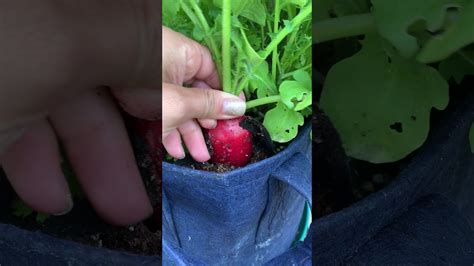 Harvesting Radishes Youtube