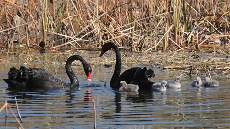 Fluffy Black Swan Chicks Forage With Their Parents In Beijing Cgtn