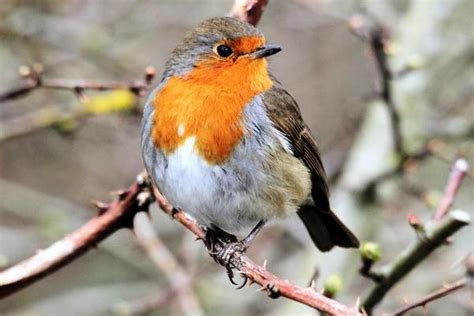 Christmas Robin Stock Photos, Images and Backgrounds for Free Download