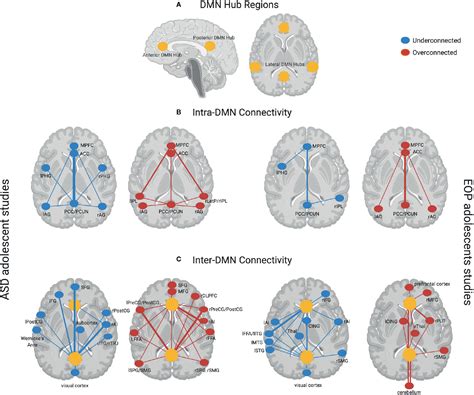 Frontiers A Review Of Default Mode Network Connectivity And Its