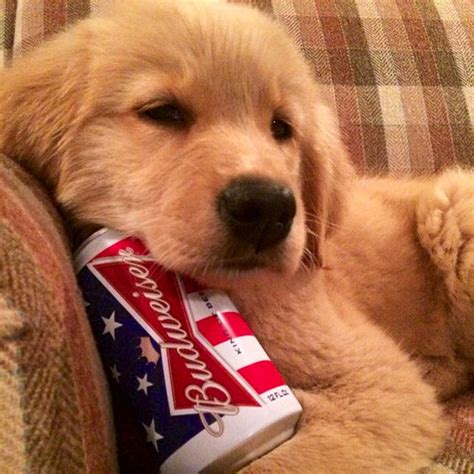 Budweiser Puppy Pictures, Photos, and Images for Facebook, Tumblr ...