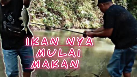 Mancing Ikan Nilem Umpan Daun Pakis Muda Memang Joss Youtube