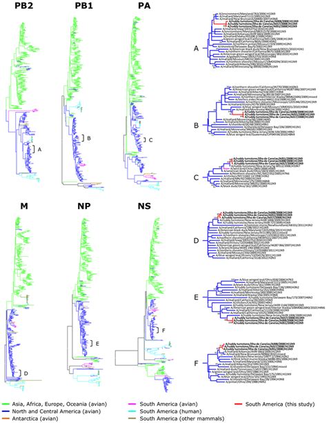 Phylogenetic Tree Of Pb2 Pb1 Pa M Np And Ns Sequences Trees Are