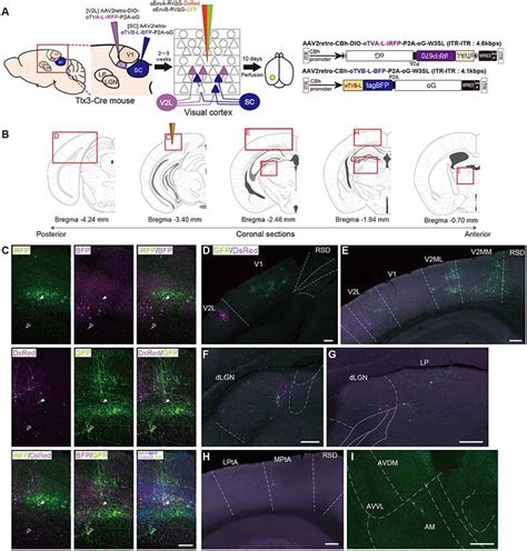 Frontiers Multiplex Neural Circuit Tracing With G Deleted Rabies